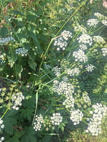 Goutweed
