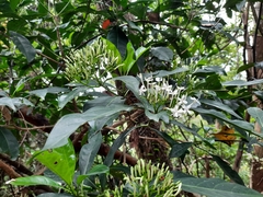 Pavetta hongkongensis