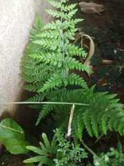 Deparia petersenii