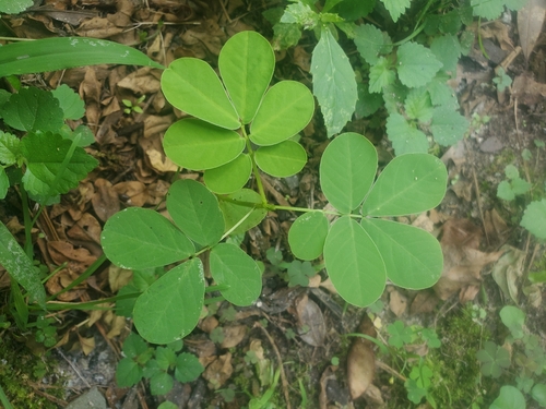 American Sicklepod