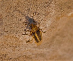 Derospidea brevicollis