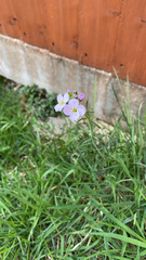 Cardamine pratensis