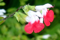 Salvia microphylla microphylla