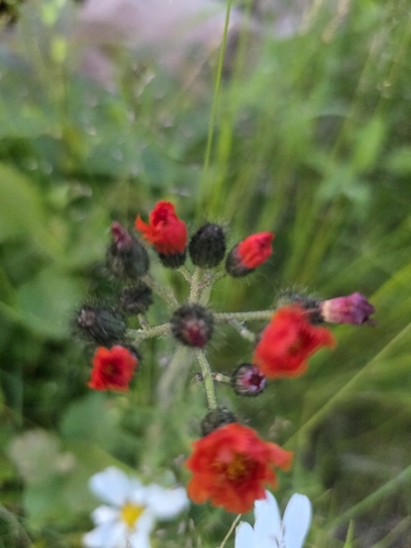 orange hawkweed