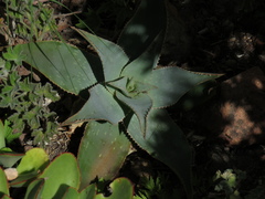 Aloe × schimperi