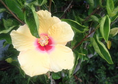 Hibiscus