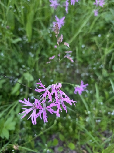 ragged-robin