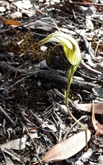 Pterostylis ampliata