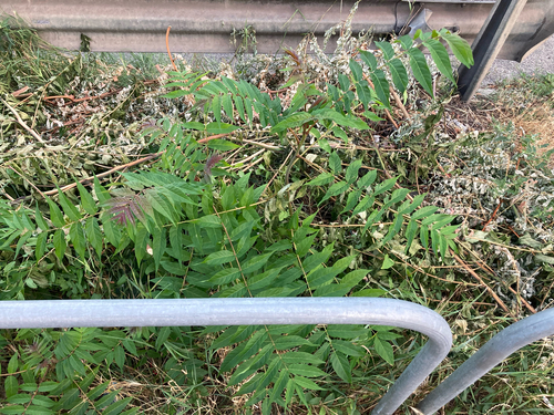 tree-of-heaven