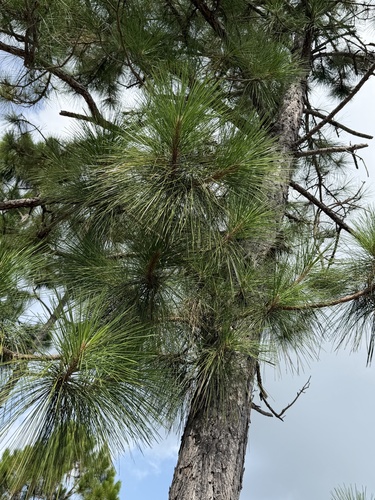 South Florida slash pine