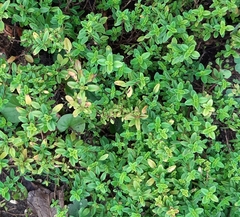 Thymus × citriodorus