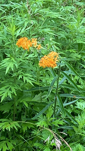 butterfly milkweed