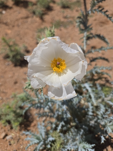Southwestern pricklypoppy (Argemone pleiacantha)