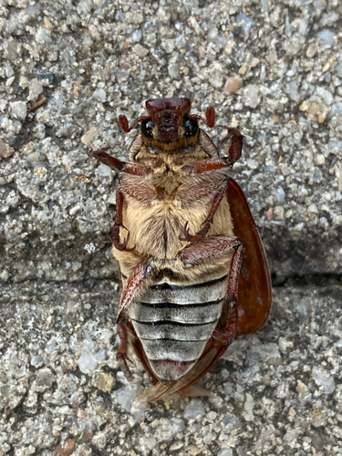 Anoxia orientalis