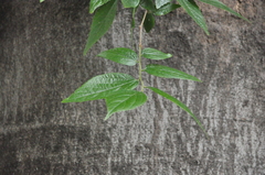 Celtis tetrandra