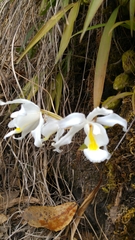 Coelogyne cristata