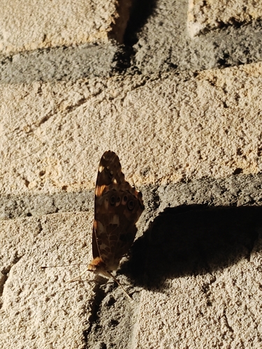 Painted Lady