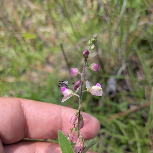 Showy milkwort (Asemeia grandiflora)