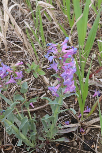Penstemon nitidus, photograph 4