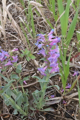 author not stated, no rights reserved Penstemon nitidus, photograph author not stated, no rights reserved