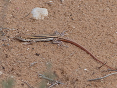 Acanthodactylus boskianus asper