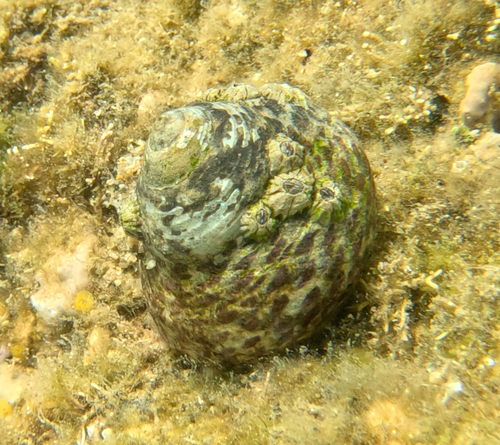 Turbinate Monodont