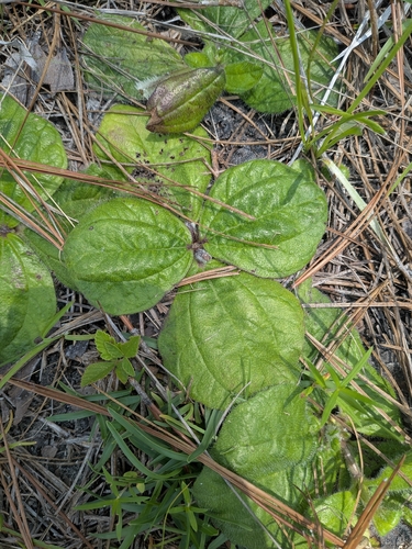Helianthus radula, photograph 5