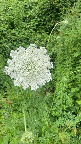 wild carrot