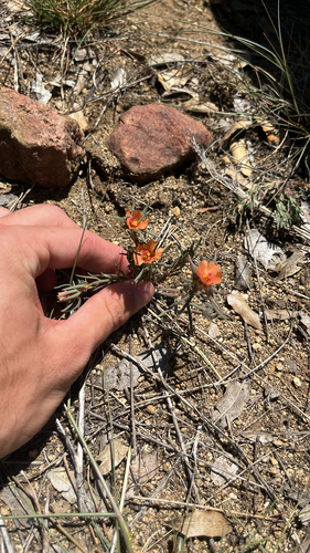 shrubby purslane