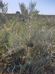 Leucospermum