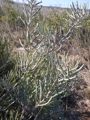 Leucospermum
