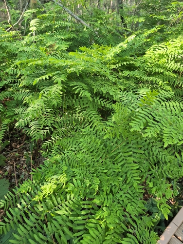 American Royal Fern