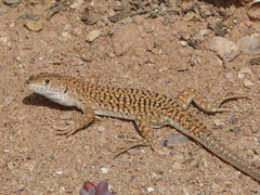 Acanthodactylus busacki