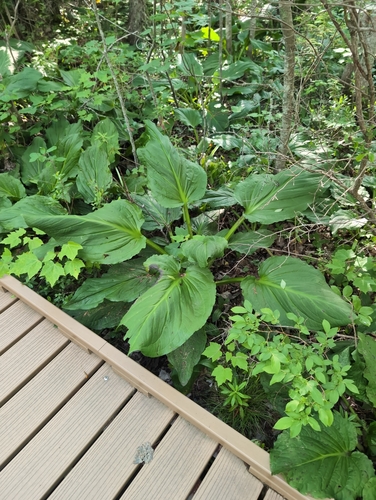Eastern Skunk Cabbage