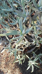 Cotyledon orbiculata dactylopsis