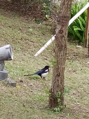 Pica serica