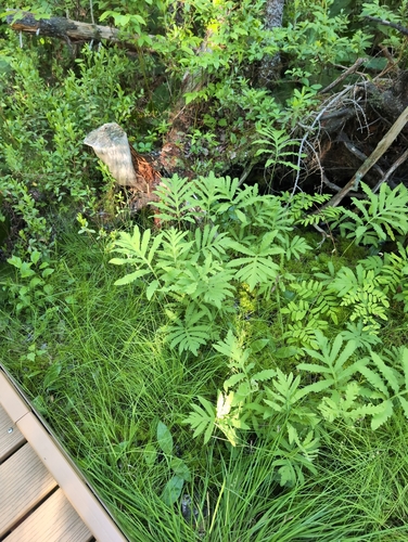 sensitive fern