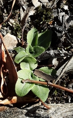 Pterostylis ampliata