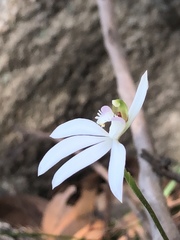 Caladenia picta