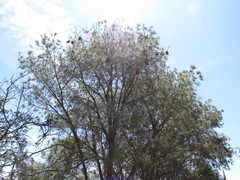 Pinus maximartinezii