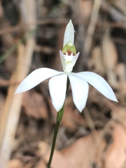 Caladenia picta