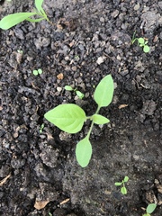 Solanum chenopodioides