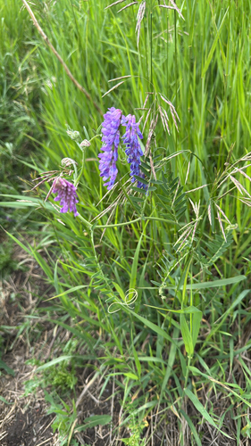 tufted vetch