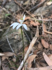 Caladenia picta