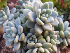 Pachyphytum