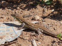 Acanthodactylus margaritae