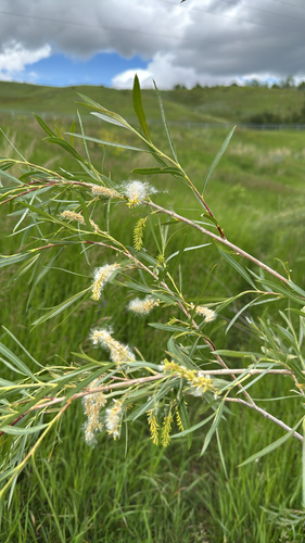 interior sandbar willow