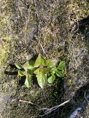 Cochlearia officinalis