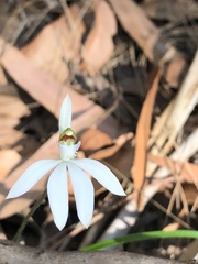 Caladenia picta