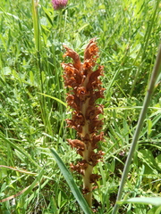 Orobanche elatior, photograph (c) Jakub Šidlík, some rights reserved (CC BY)